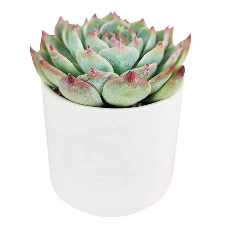 Суккулент Эхеверия горшечная